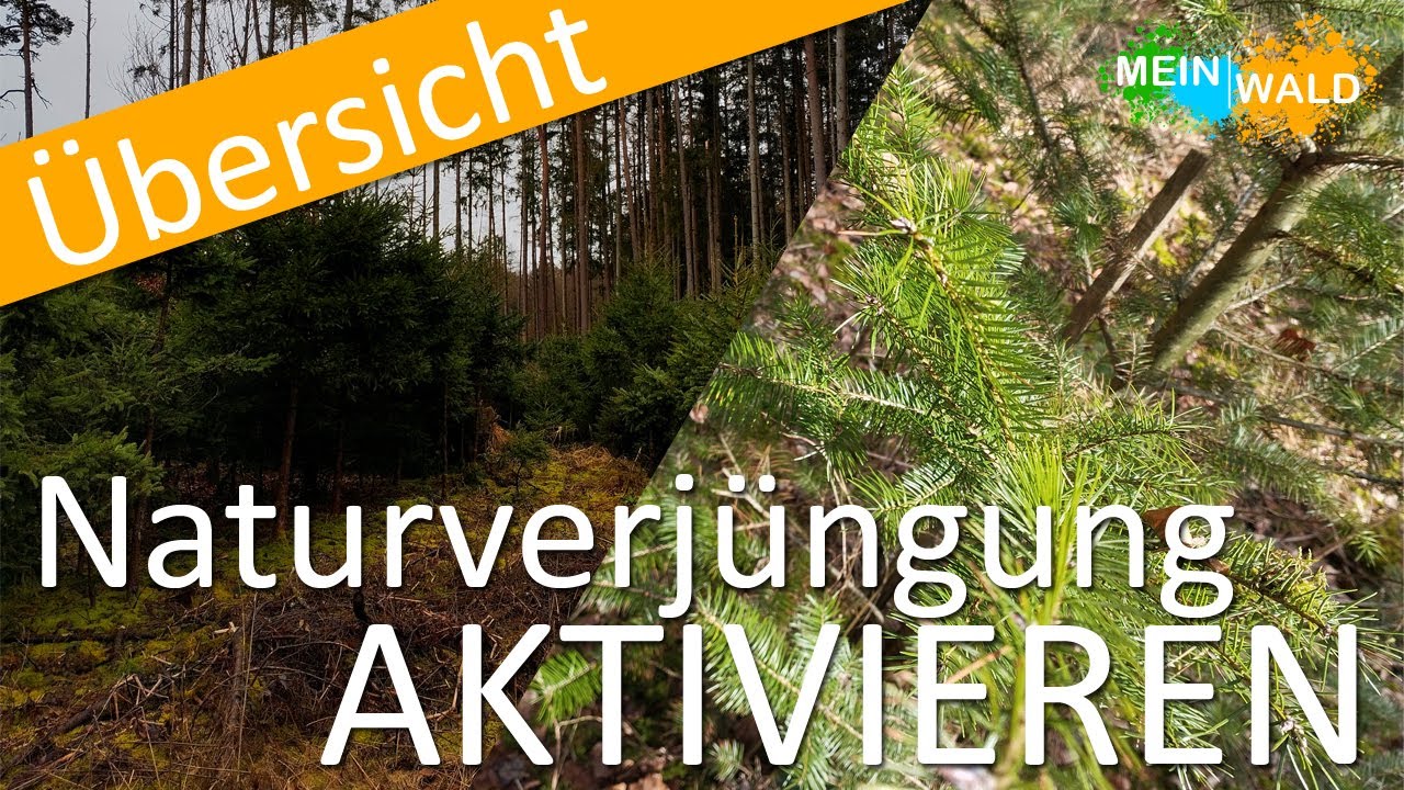 Naturverjüngung aktivieren