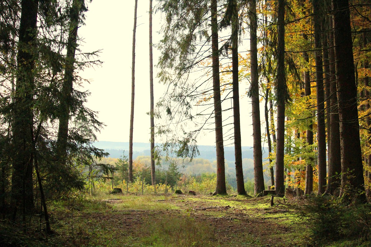 Waldeigentümer werden mit 500 Millionen Euro unterstützt