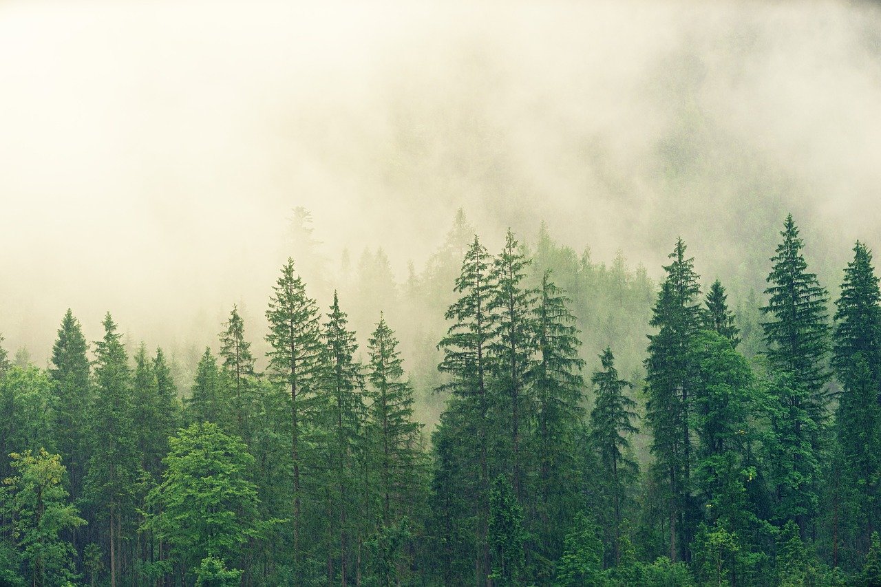 Wald Bild von jplenio auf Pixabay