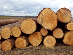 Holzmarktbericht für das zweite Quartal 2019